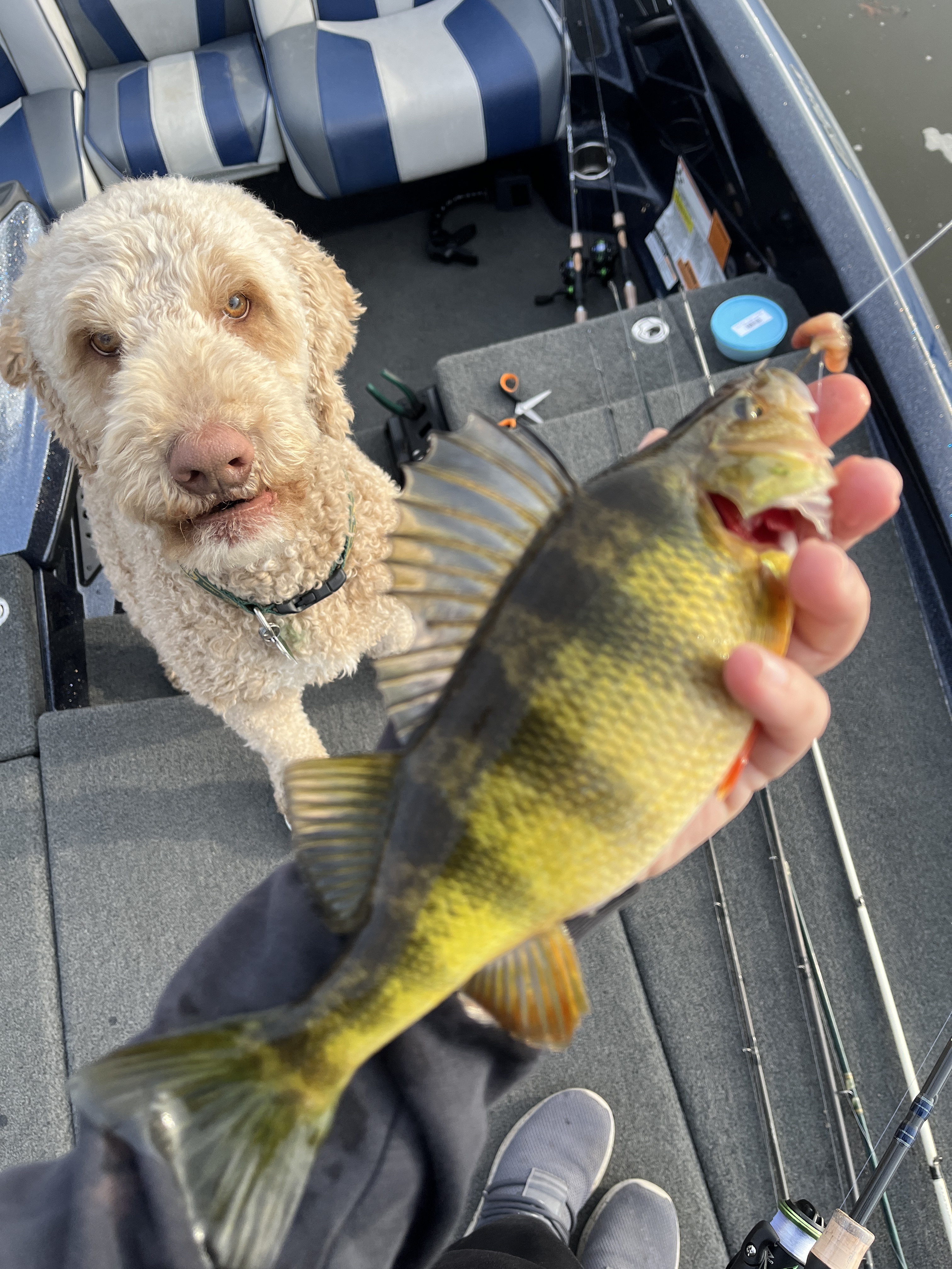 Jumbo Perch Rigs: Three Rigs You Should Know for Catching Massive Perch